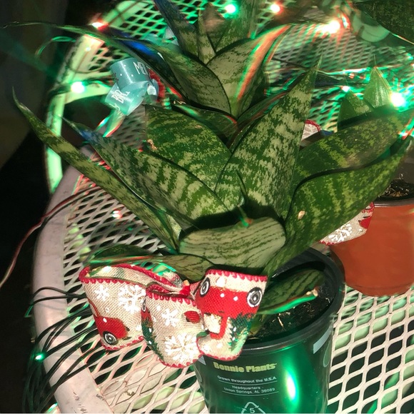 Dwarf Snake Plants (med- small in size) MOTHER’s DAY GIFTS ❤️👩👧IDEA’s - Picture 6 of 11